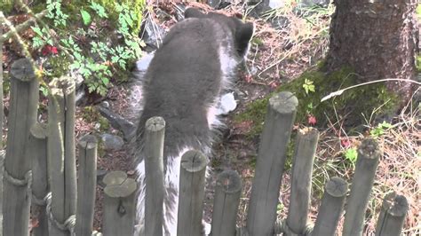 Seattles Woodland Park Zoo August 2014 Arctic Fox Youtube