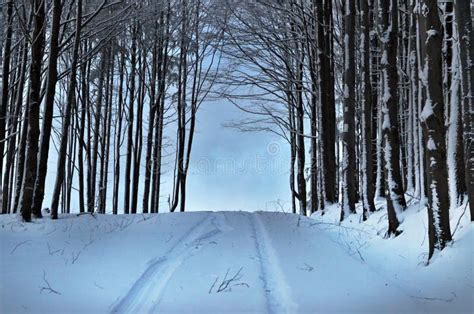 Forest Road To Nowhere Stock Image Image Of Hoarfrost 108059493