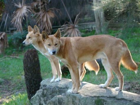 The American Dingo What Is A Carolina Dog Pethelpful
