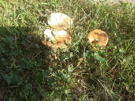Help With Idenfication Identifying Mushrooms Wild Mushroom Hunting