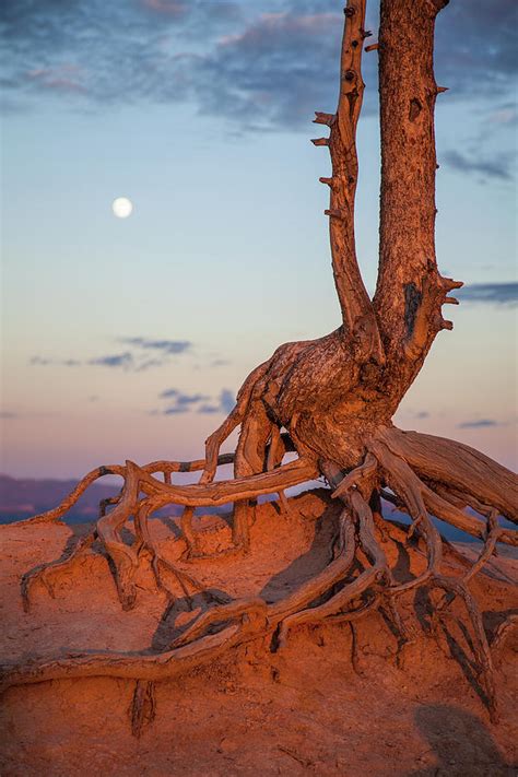 Gnarly Roots Of Tree Cling To Photograph By Karen Desjardin Fine Art