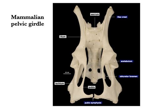 Pectoral And Pelvic Girdles Morphology Of The Vertebrate Skeleton
