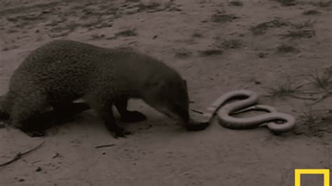 Mongoose Fighting A Snake