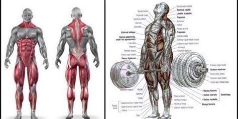 The Romanian Deadlift Is A Basic Exercise That Works And Builds Size In