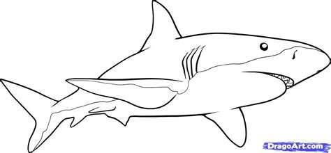 Shark Line Drawing At Explore Collection Of