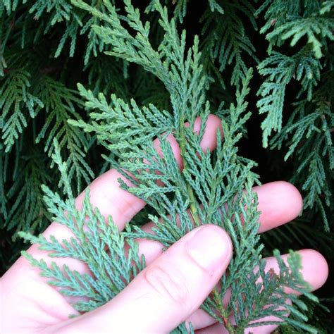 Leyland Cypress Evergreen Trees For Sale