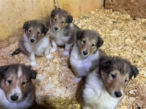 4 Males And 4 Females Registered Rough Collie Puppies For Sale Iowa