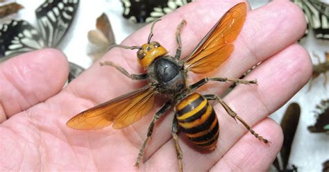 Asian Hornets That Can Kill In Minutes Attack 10 People With Squads Using Henry Hoovers Mirror