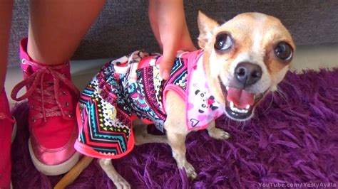 PÍchu Estrenando Vestido Chihuahua Clothes And Accessories Youtube