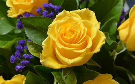 Close Up Of A Yellow Rose In A Bouquet By Lonewolf6738