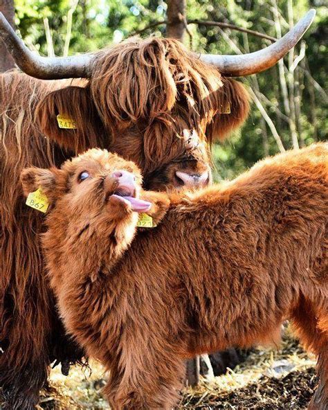 if you re ever feeling down it s impossible not to smile at these 15 highland cattle calves