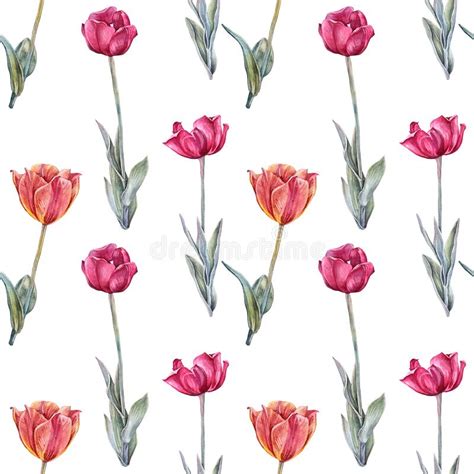 Seamless Pattern Watercolor Red Orange Tulip With Green Leaves Isolated