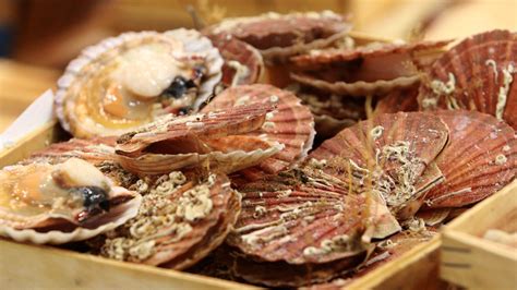 Coquilles Saint - Jacques et Pétoncles ouverture de la pêche le 8 novembre