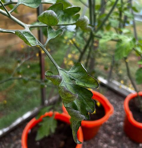 Why My Tomato Leaves Curling How To Fix It Amaze Vege Garden