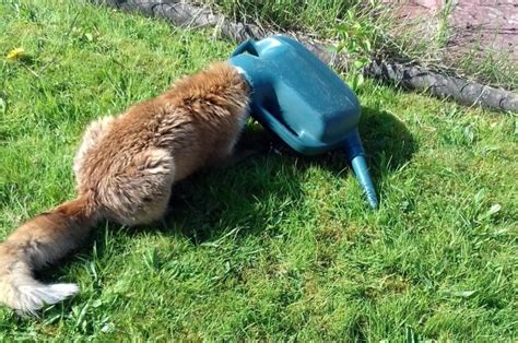 A Fox Has Been Rescued After Getting Her Head Stuck In A Watering Can