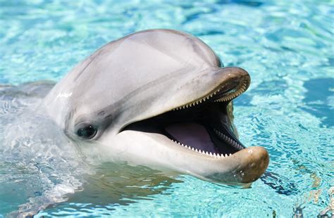 Top 132 Dolphin Desktop Wallpaper
