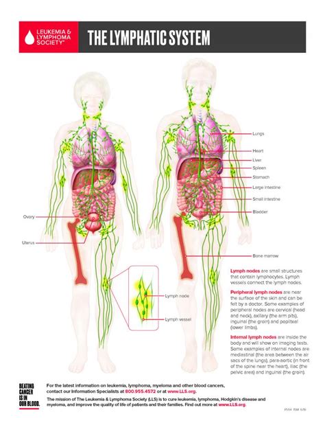 Blood Cellslymphatic System Leukemia And Lymphoma Society