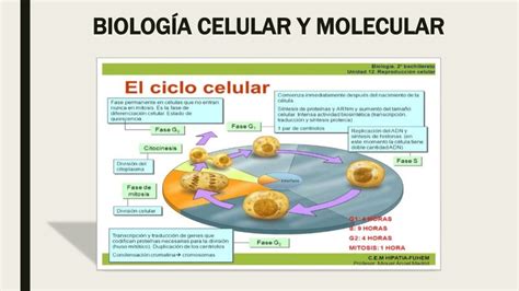 BiologÍa Celular Y Molecular