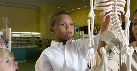 Major Bones Of The Skeletal System Livestrongcom