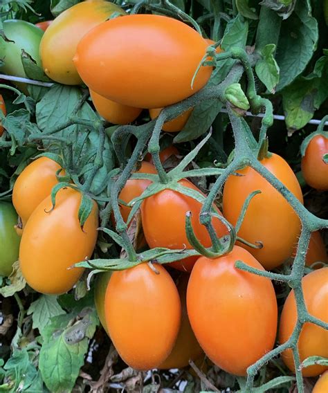 Orange Roma Tomato A Comprehensive Guide World Tomato Society