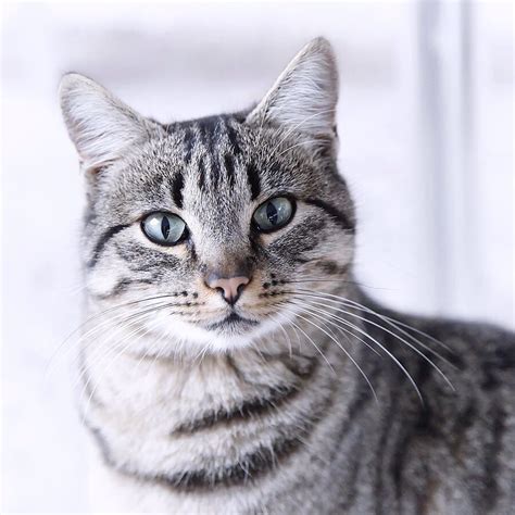 Silver Tabby With Greyblue Eyes Tabby Cat Pics
