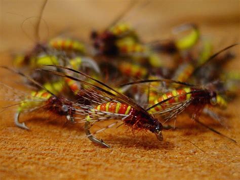 Candy caddis fly pattern using uv chewee skin. Tradd's Flies: McPhail Caddis Pupa
