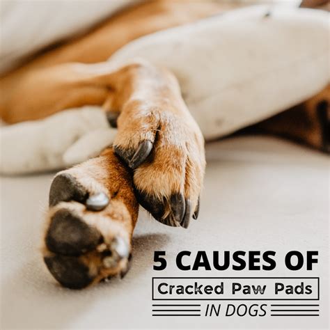 The Top 5 Causes Of Cracked Paw Pads In Dogs Pethelpful