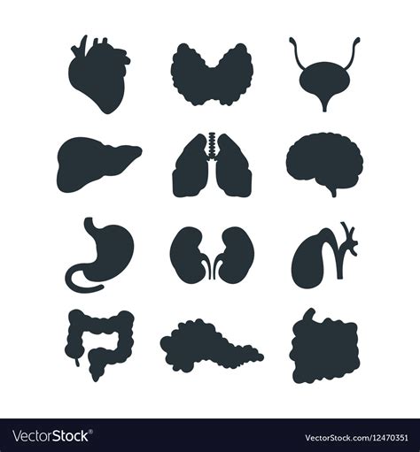 internal organs silhouette royalty free vector image