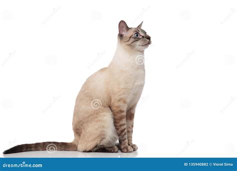 Side View Of Seated Burmese Cat With Blue Eyes Stock Photo Image Of