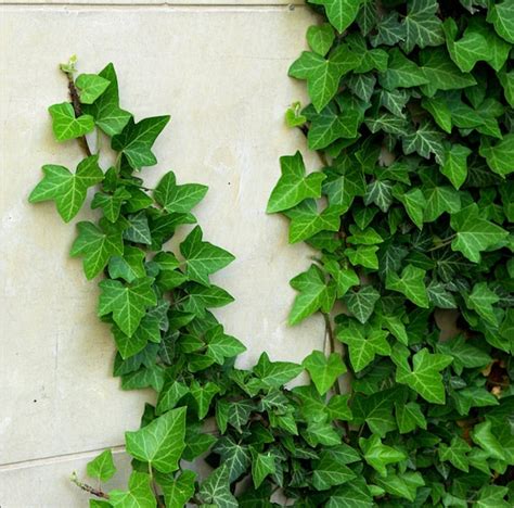 English Ivy Hedera Helix Climbing Evergeen Vine Rare 5 Seeds Etsy