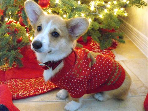 Mattd Such A Cutie Corgi Christmas Christmas Dog Sweater Pet