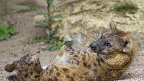 Hyena Wallpaper 64 Pictures