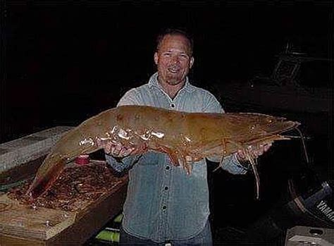 109 Pound Shrimp Caught In Florida No Its A Hoax