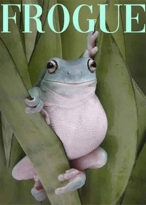 Funny Frog Memes Full Of Ribbit Worthy Jokes Funny Frogs Funny
