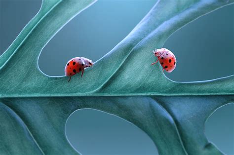 Two Ladybug On The Leaf By Edy Pamungkas