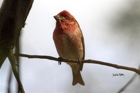 House Finch Red Headed Sparrow House Finch