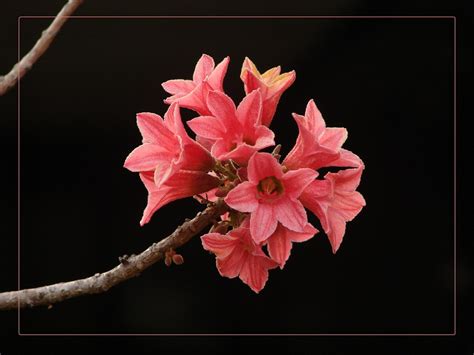 Flowering Australian Tree Brachychiton Bidwillii Little Flickr