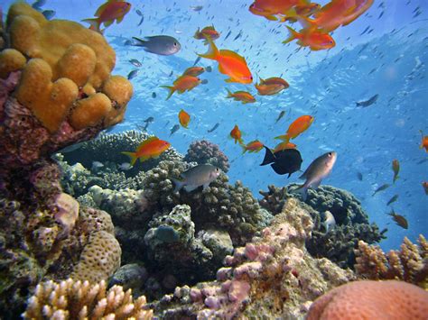 Free Images Sea Diving Live Color Colorful Coral