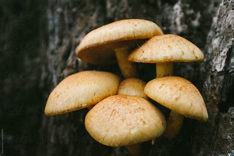 Mushrooms In A Forest By Juno Mushroom Fungi