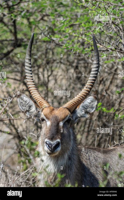 Nyala Tragelaphus Angasii A Medium Sized Spiral Horned Antelope