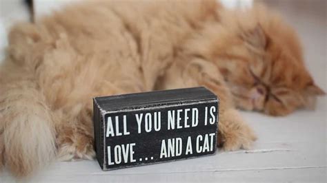 This series was excruciating for me to watch. All You Need is Love... and a Cat - YouTube