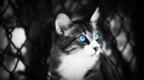 Blue Eyed Cat Cute Blue Animals Cat Hd Wallpaper Peakpx