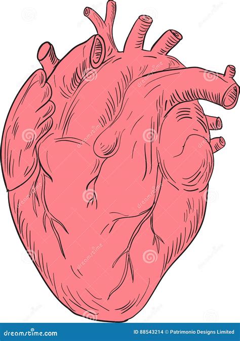Dibujo Humano De La Anatomía Del Corazón Ilustración Del Vector