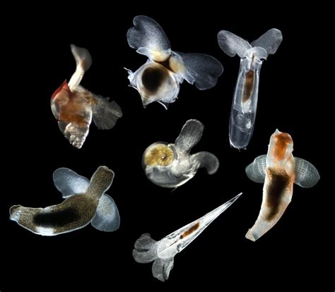 Sentinels Of Ocean Acidification Impacts Survived Earths Last Mass