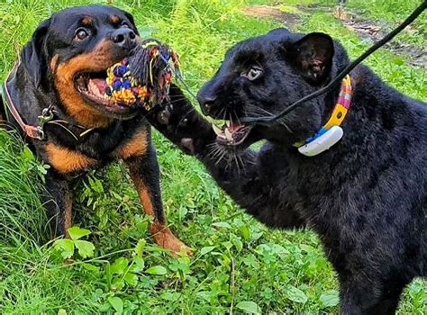 Luna The Pantera Abandoned And Raised With Venza The Rottweiler