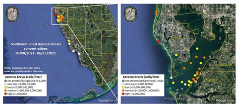 Red Tide Update Blooms Dead Fish Impacting Pinellas County Waters Wfla