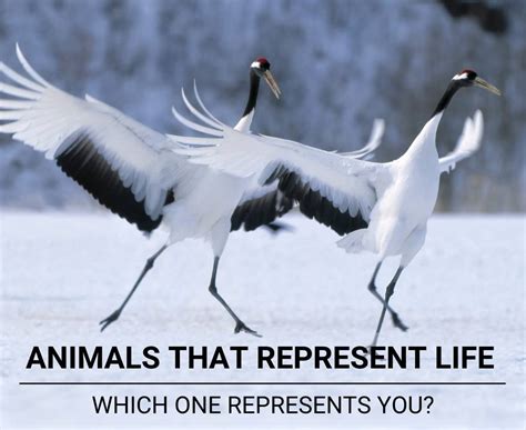 Animals That Represent Life Which One Represents You
