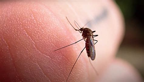 How To Get Rid Of Mosquitoes In Your Home Pest Information