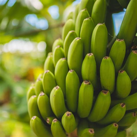 Sustainability In The Banana Sector The Rainforest Alliance Banana Program Bm Certification
