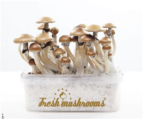 Magic Mushroom Grow Kit Mckennaii Kosmic Kitchen